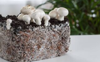 Revolusi Properti 2026: Tren Perumahan Berbahan 'Mycelium Biomaterials' dan Dinding Jamur Hidup yang Bisa Menyerap Polusi Kota Sekaligus Memperbaiki Kerusakan Sendiri